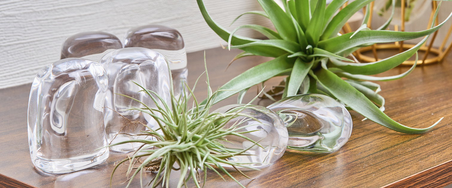 水を張った器と植物